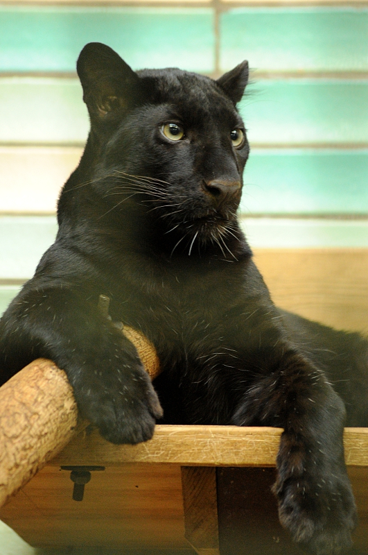 Young Black leopard