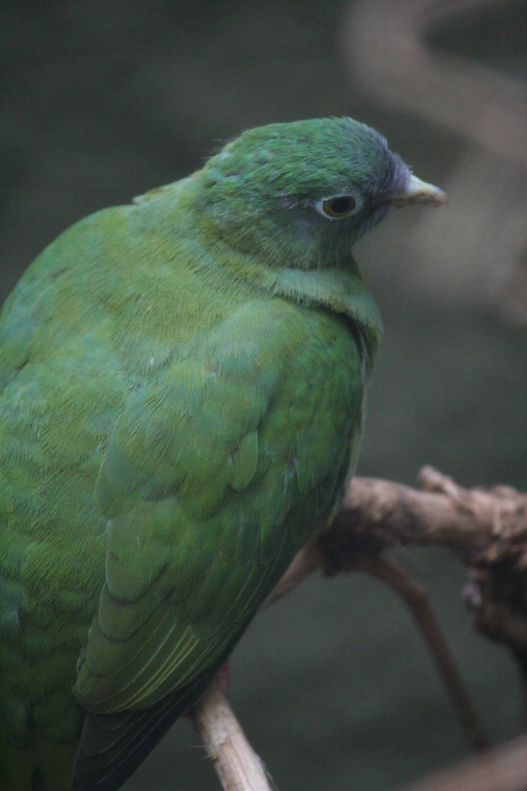 Young Black-naped fruit dove or young Emerald dove?