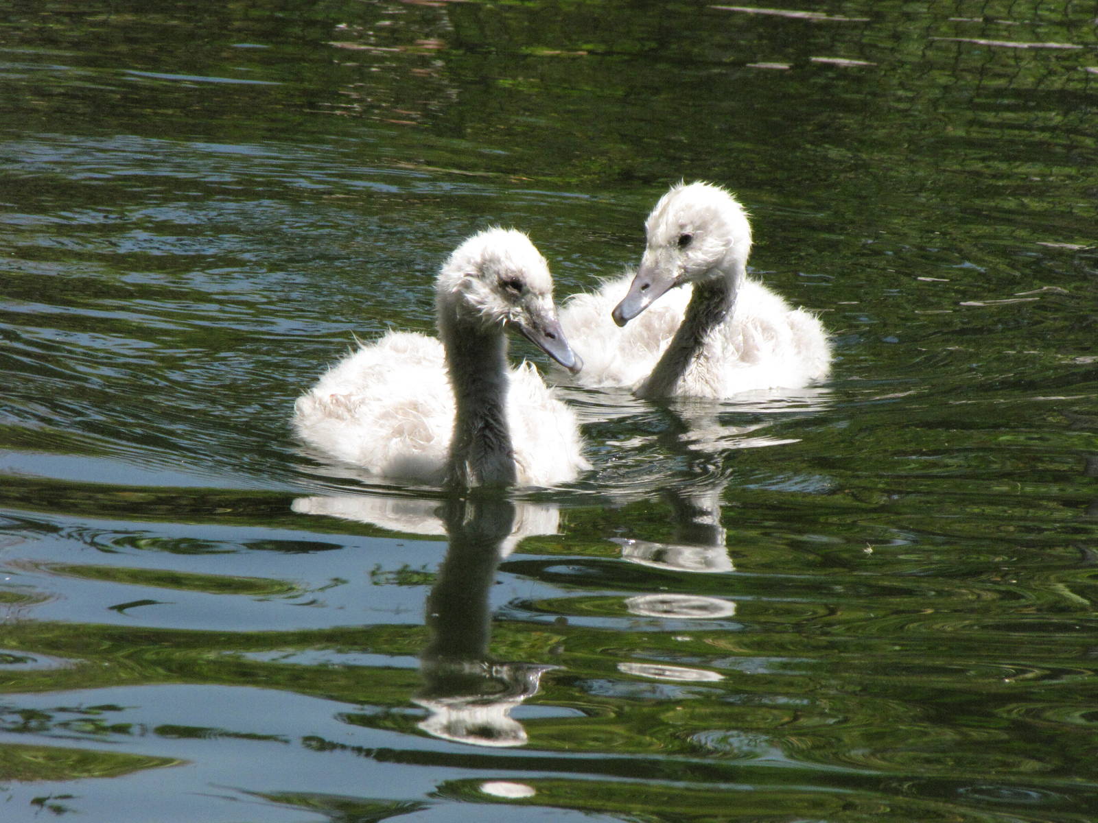 Young Black-necked Swans