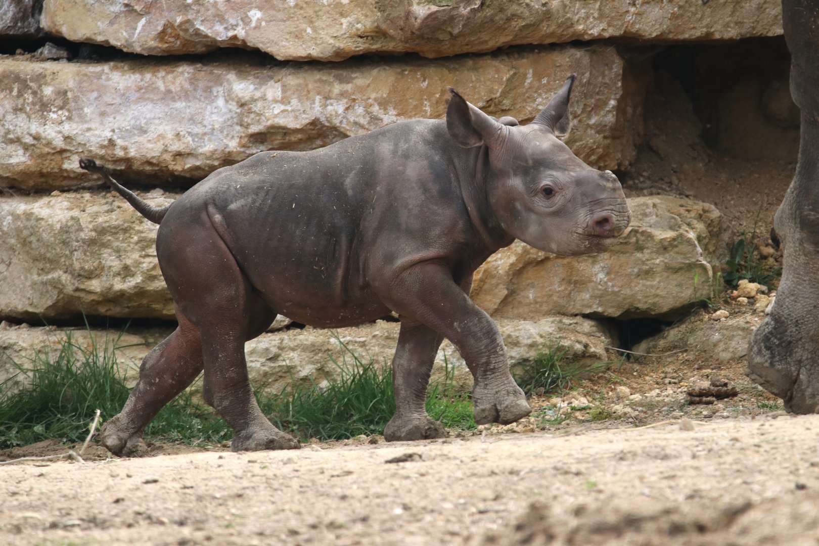 Young black Rhino (april 2022)