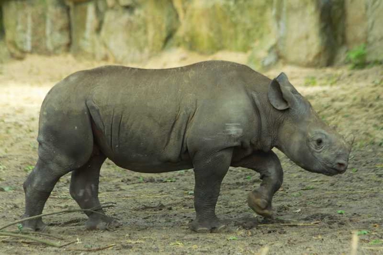 Young Black Rhino