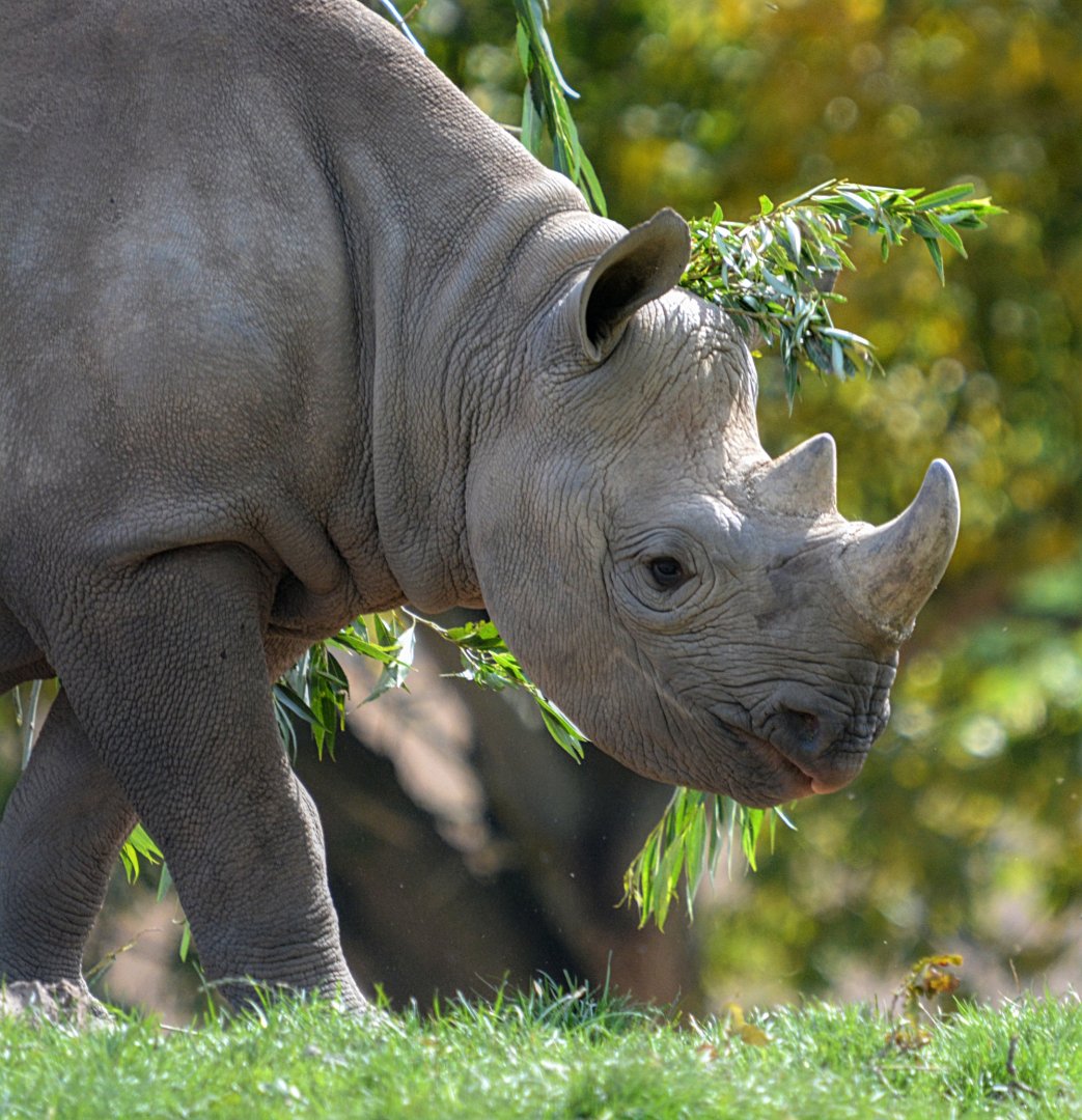 Young Black Rhino