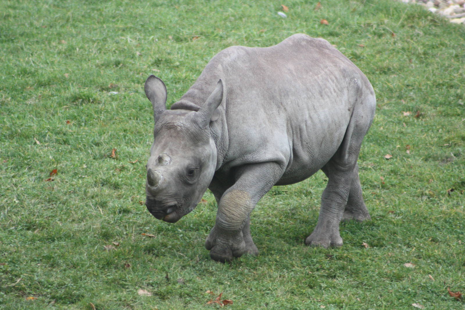 Young Black Rhinoceros, 27th October 2015