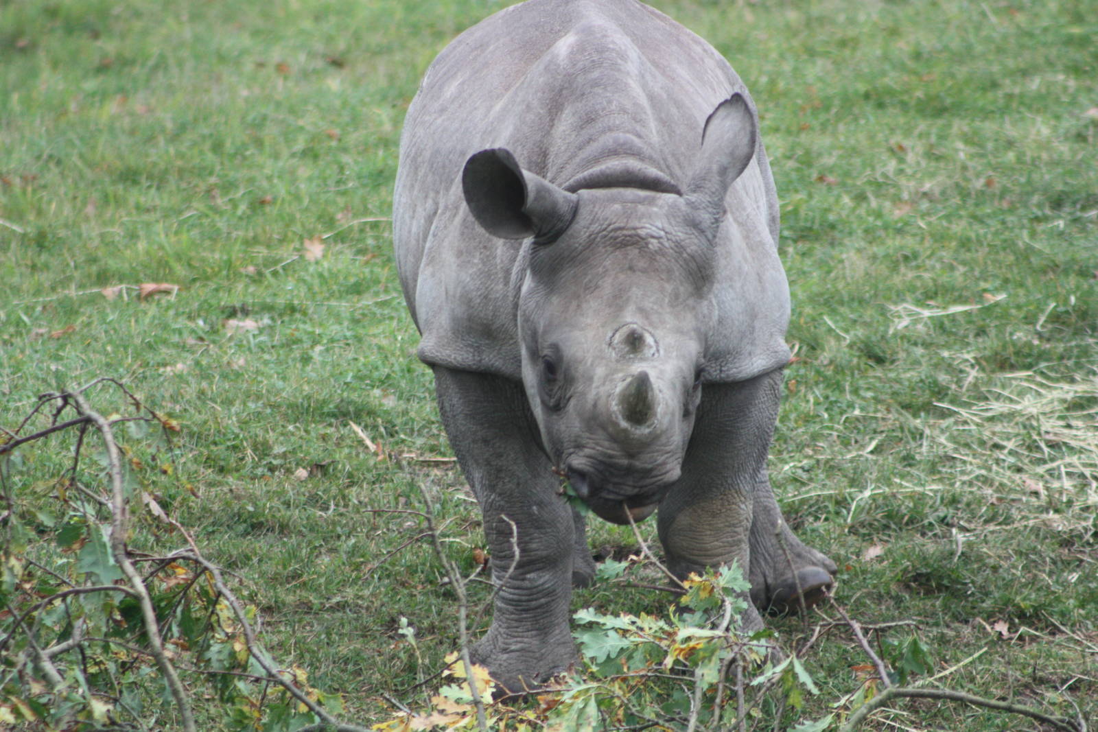Young Black Rhinoceros, 27th October 2015