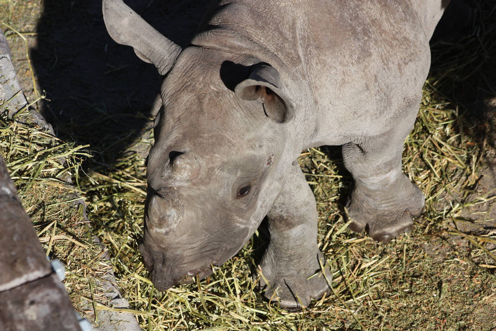 Young Black Rhinoceros, 8th October 2015
