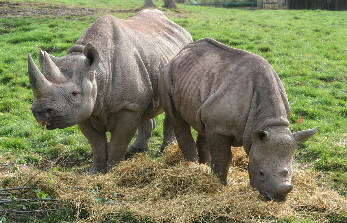 Young Black Rhinos