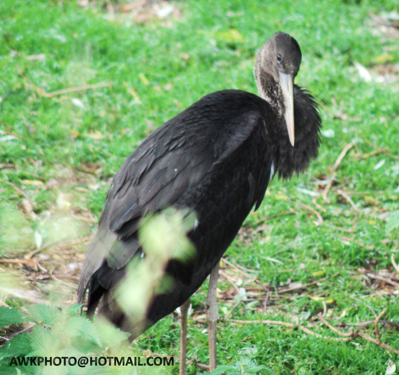 YOUNG BLACK STORK