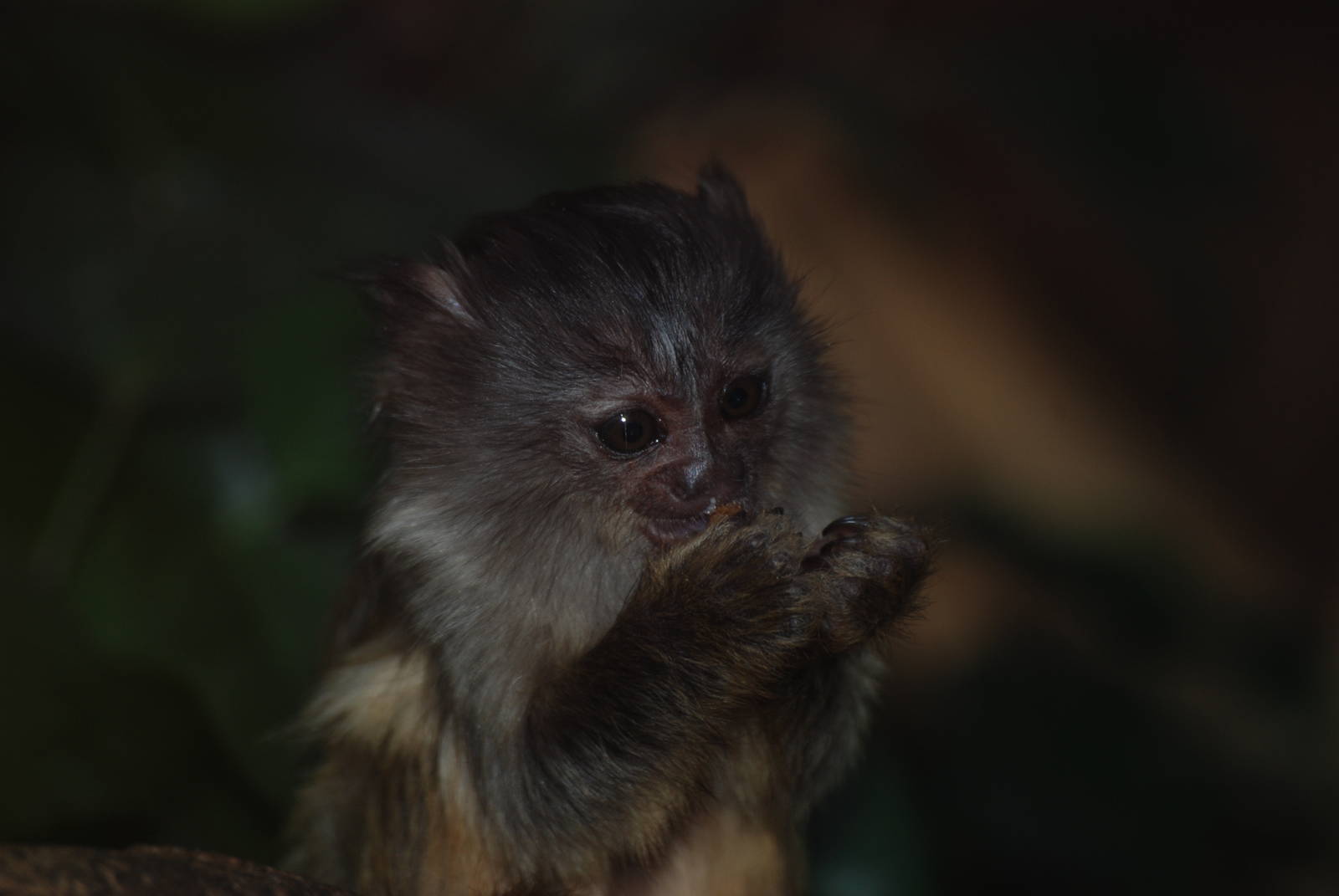 Young Black-tailed Marmoset at Chester, 02/01/11