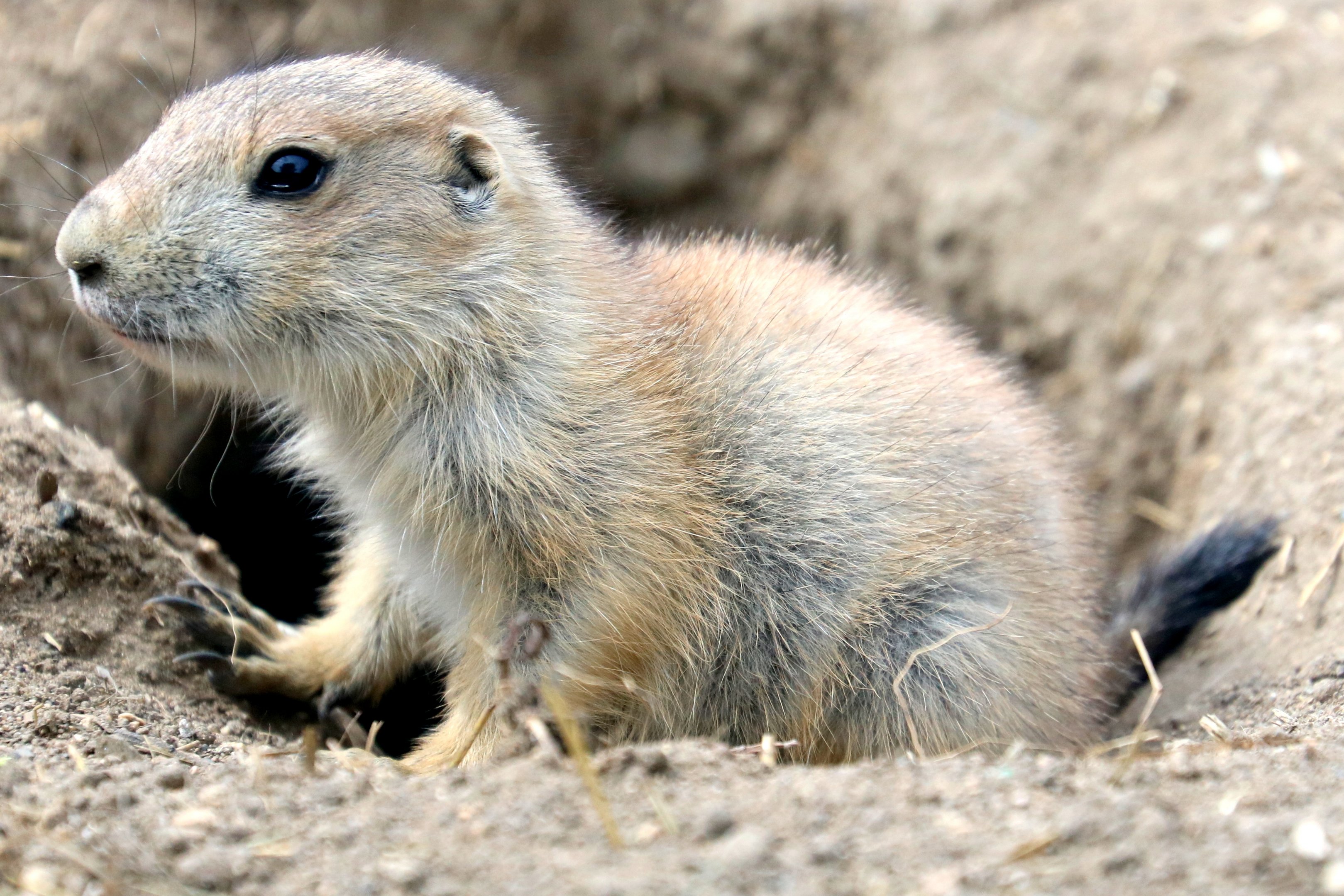 Young black-tailed prairie dog; All Things Wild; 5th June 2019