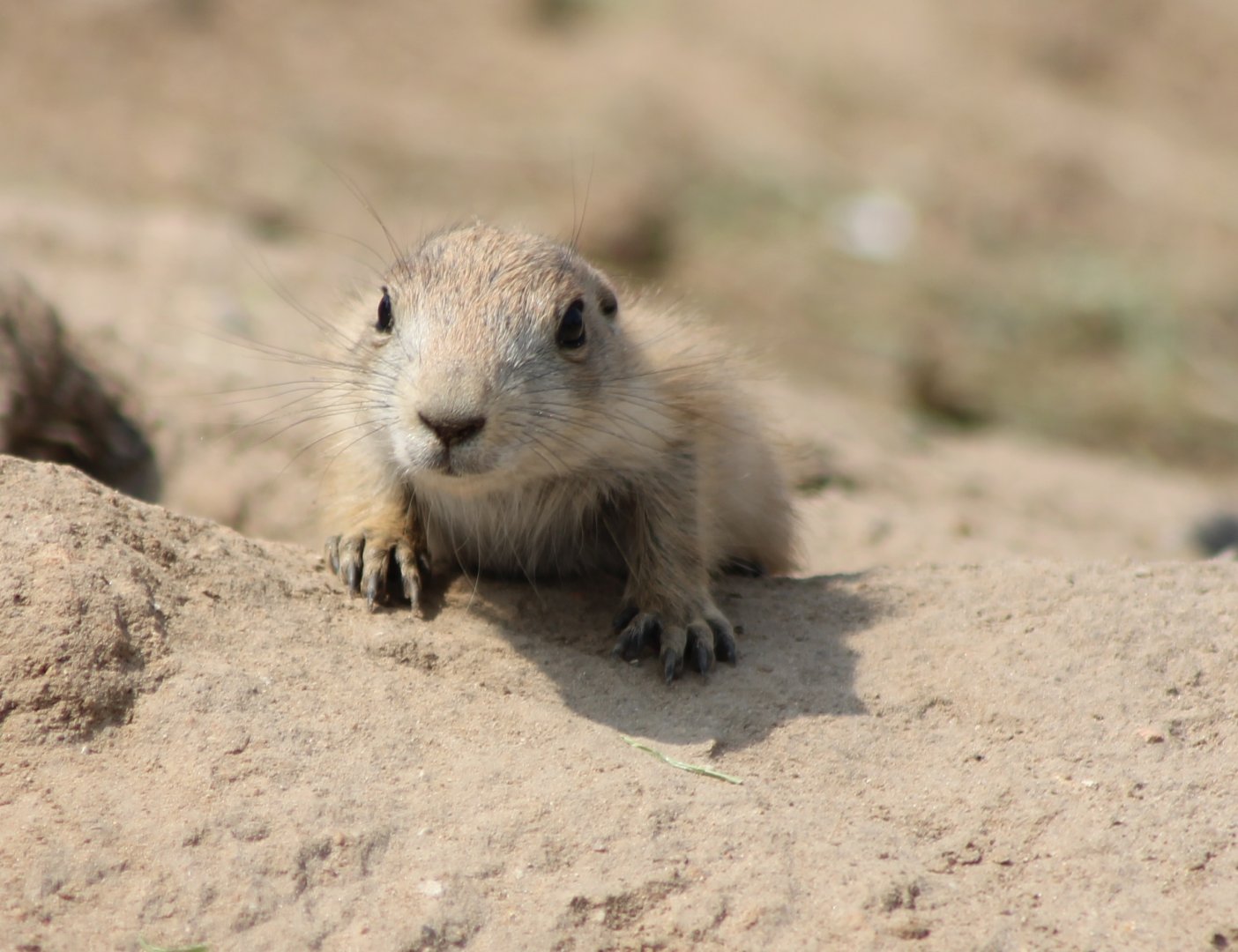Young Black-tailed prairiedog