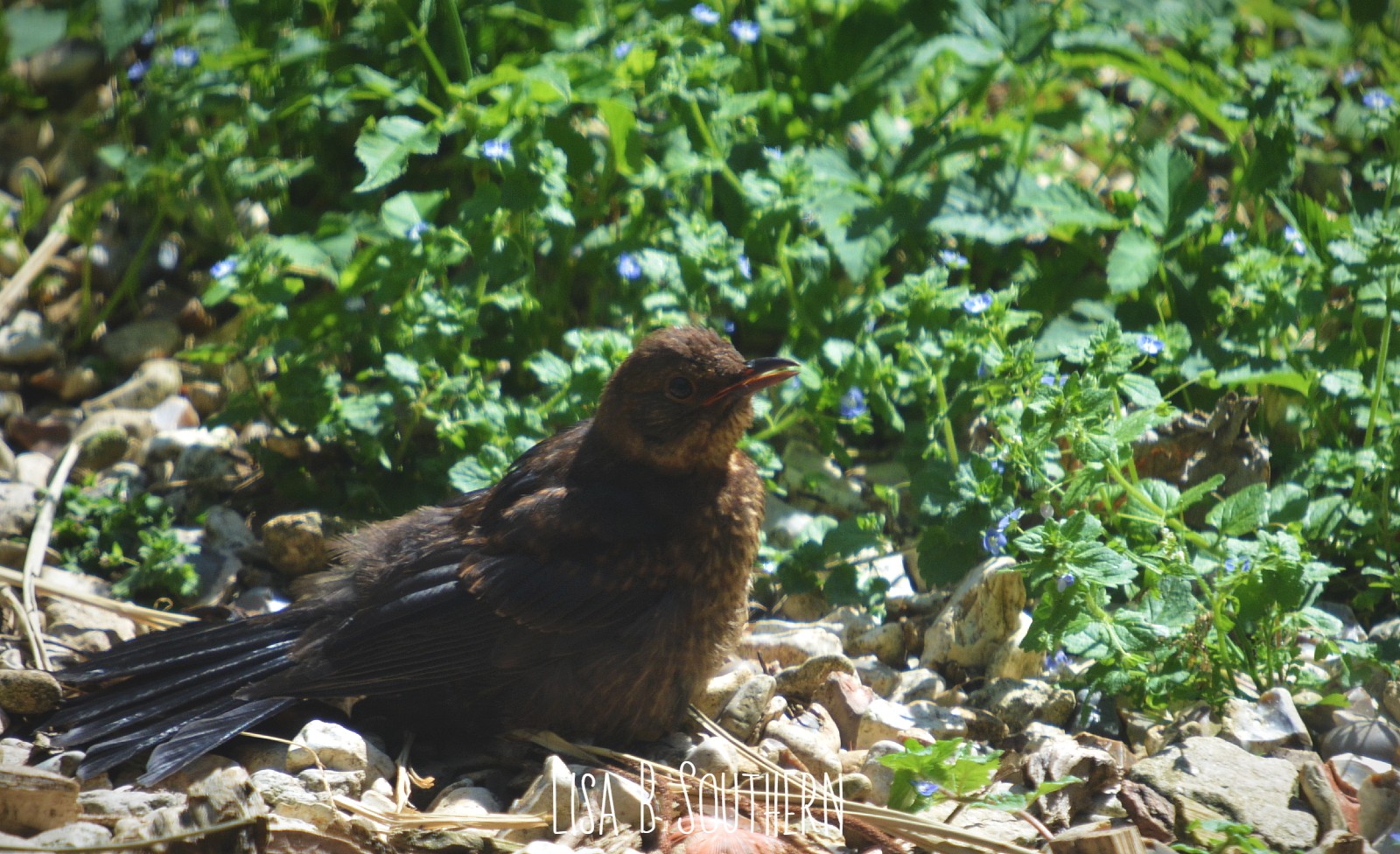 Young Blackbird