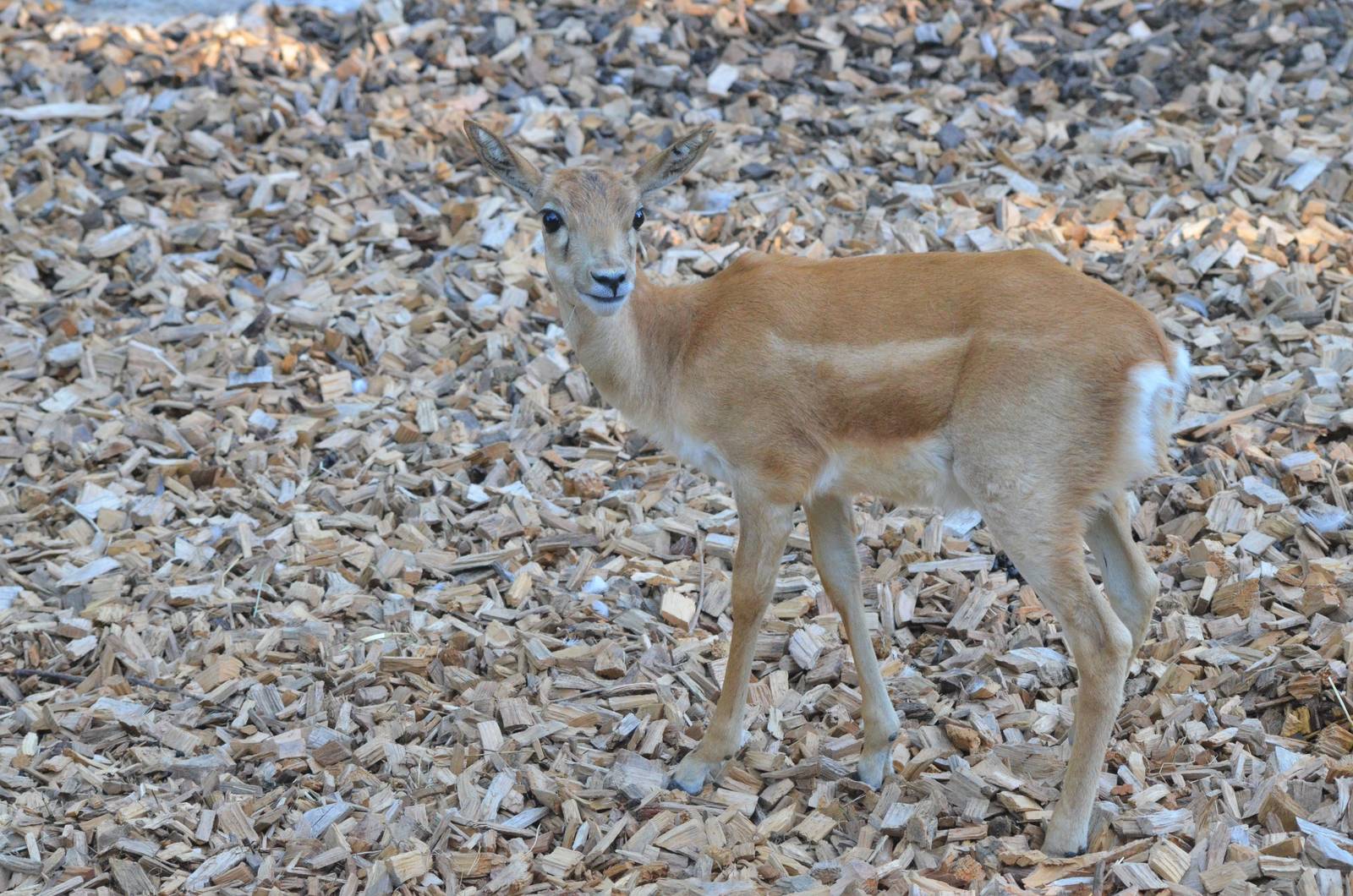 Young Blackbuck at Zurich Zoo, 12/09/16