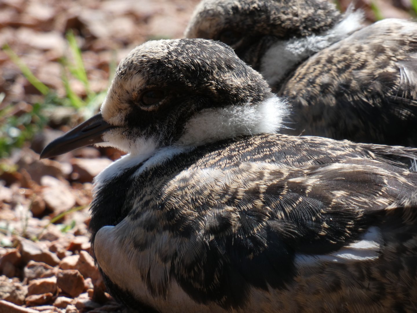 Young Blacksmith Plover