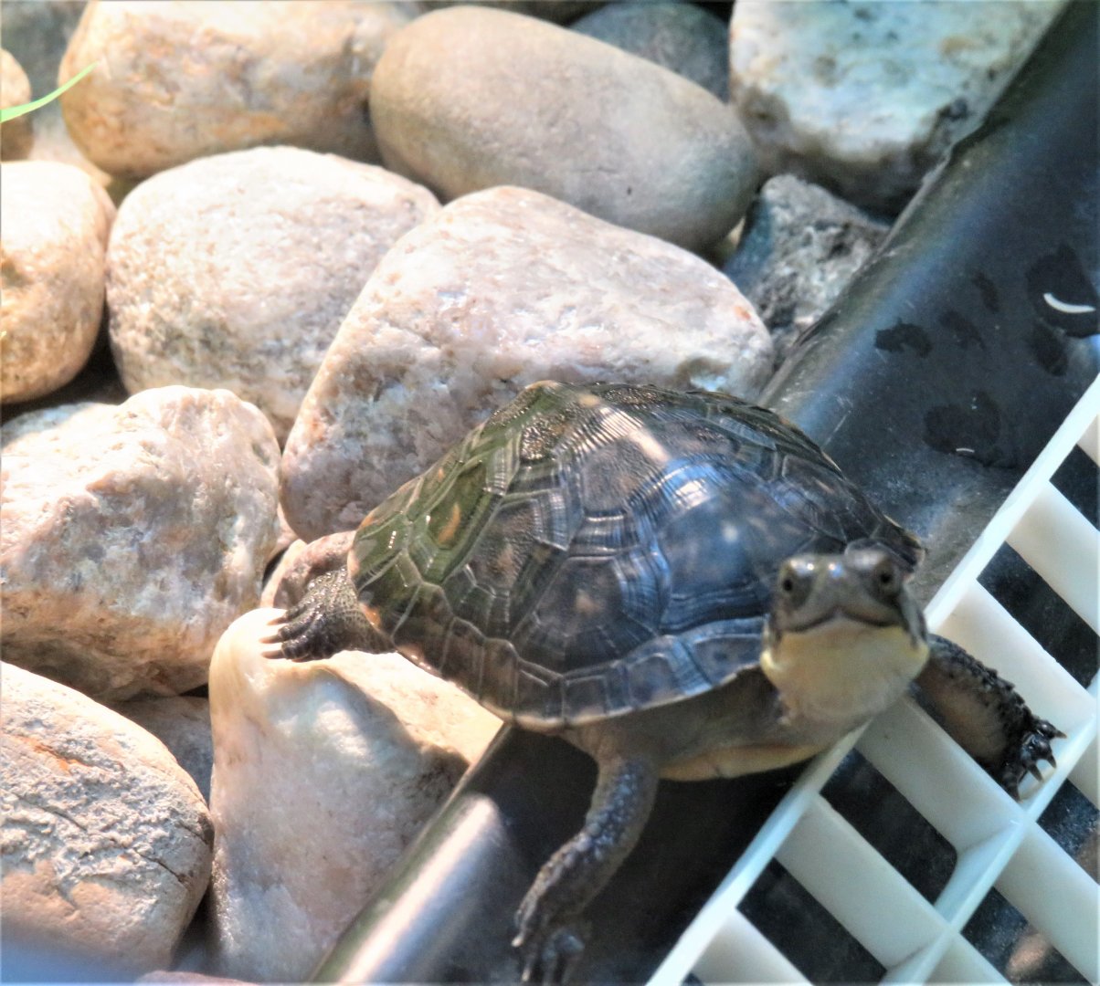 Young Blanding's turtle