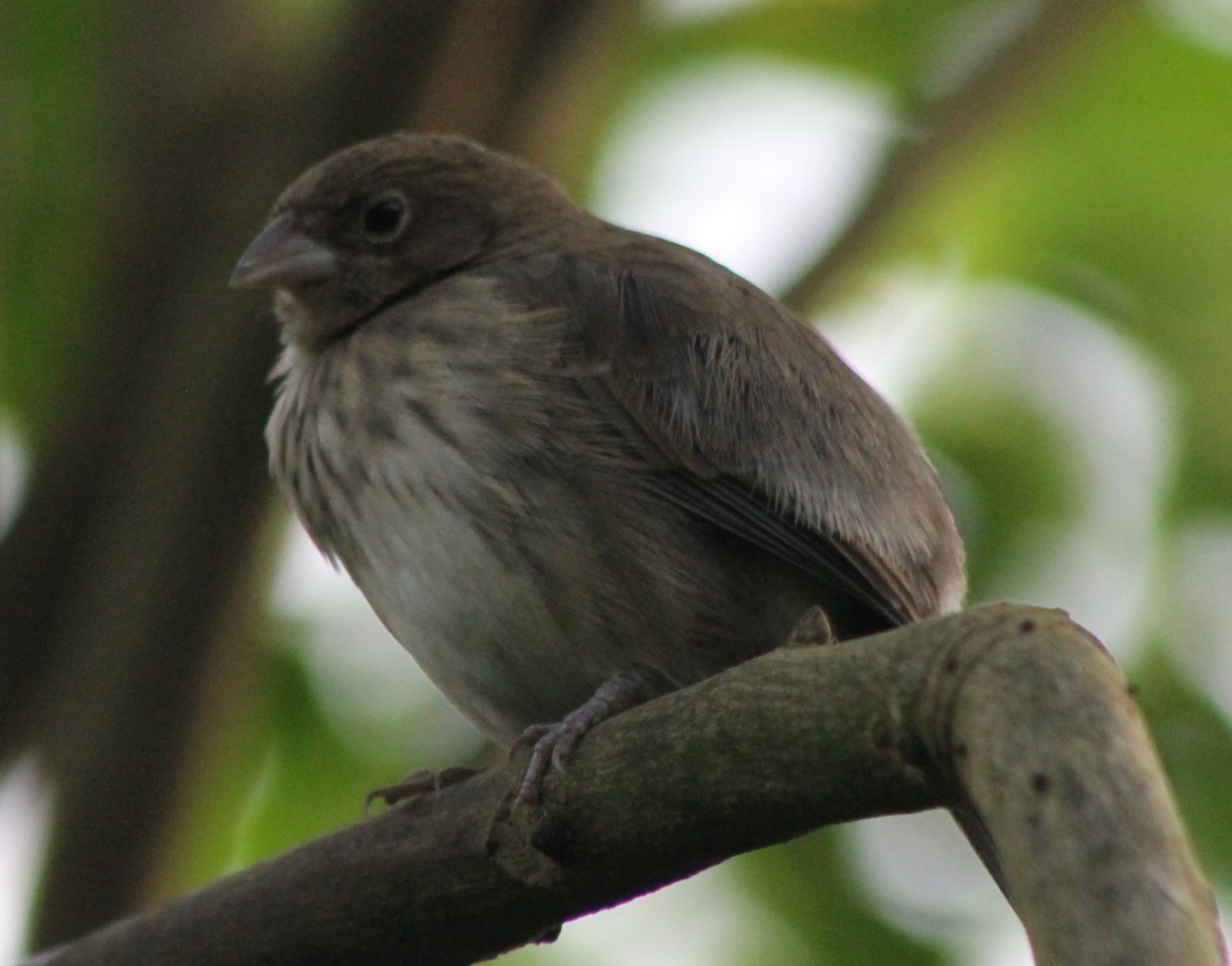 Young Blue-black grassquit