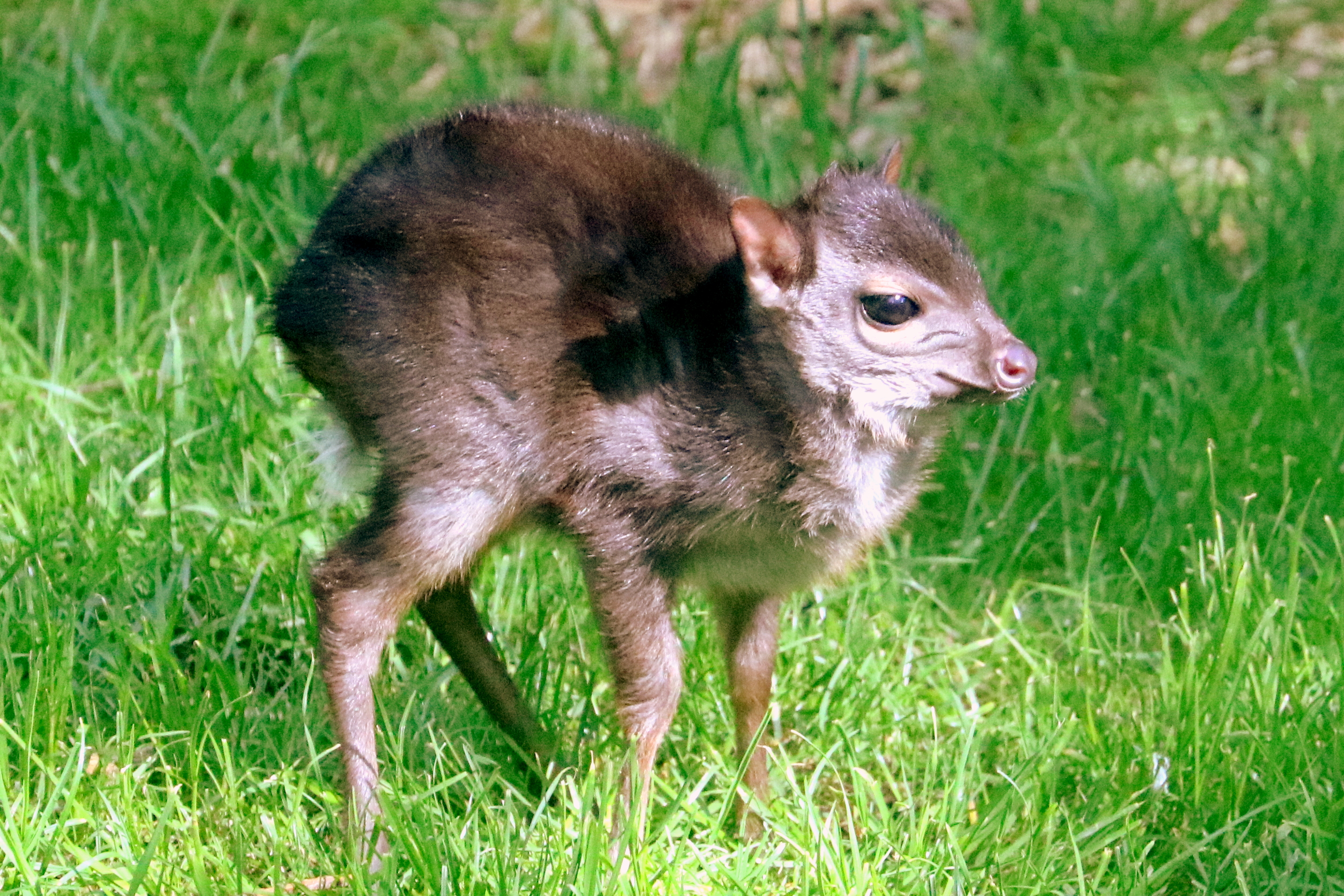 Young blue duiker; Colchester; 12th May 2019