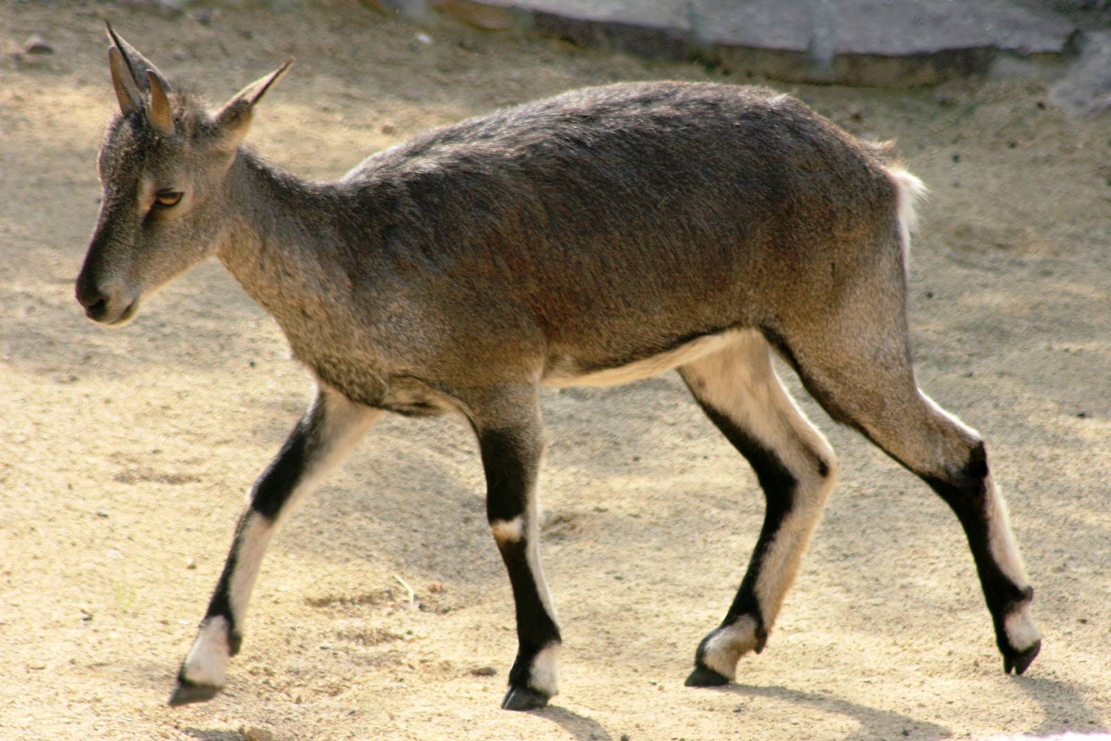 Young blue sheep (bharal); Halle; 4th September 2011