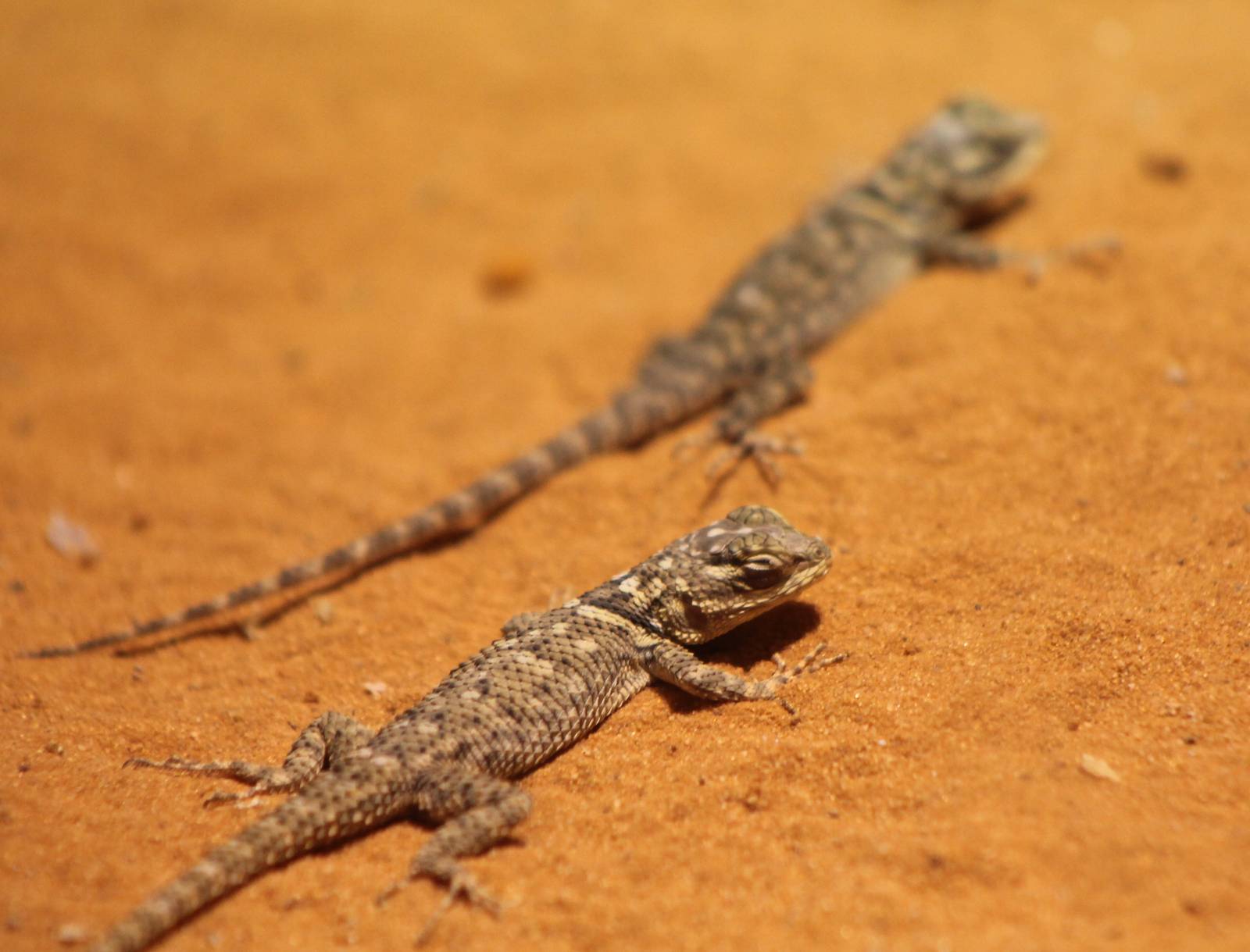 Young Blue spiny lizards