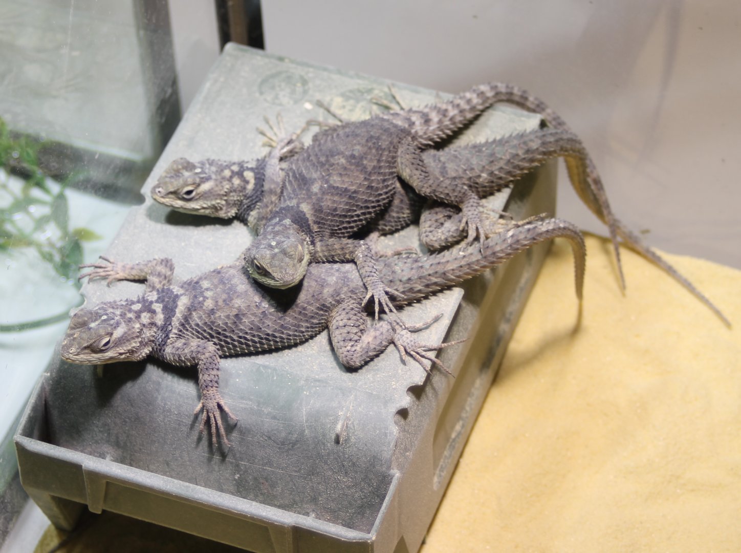Young Blue spiny lizards