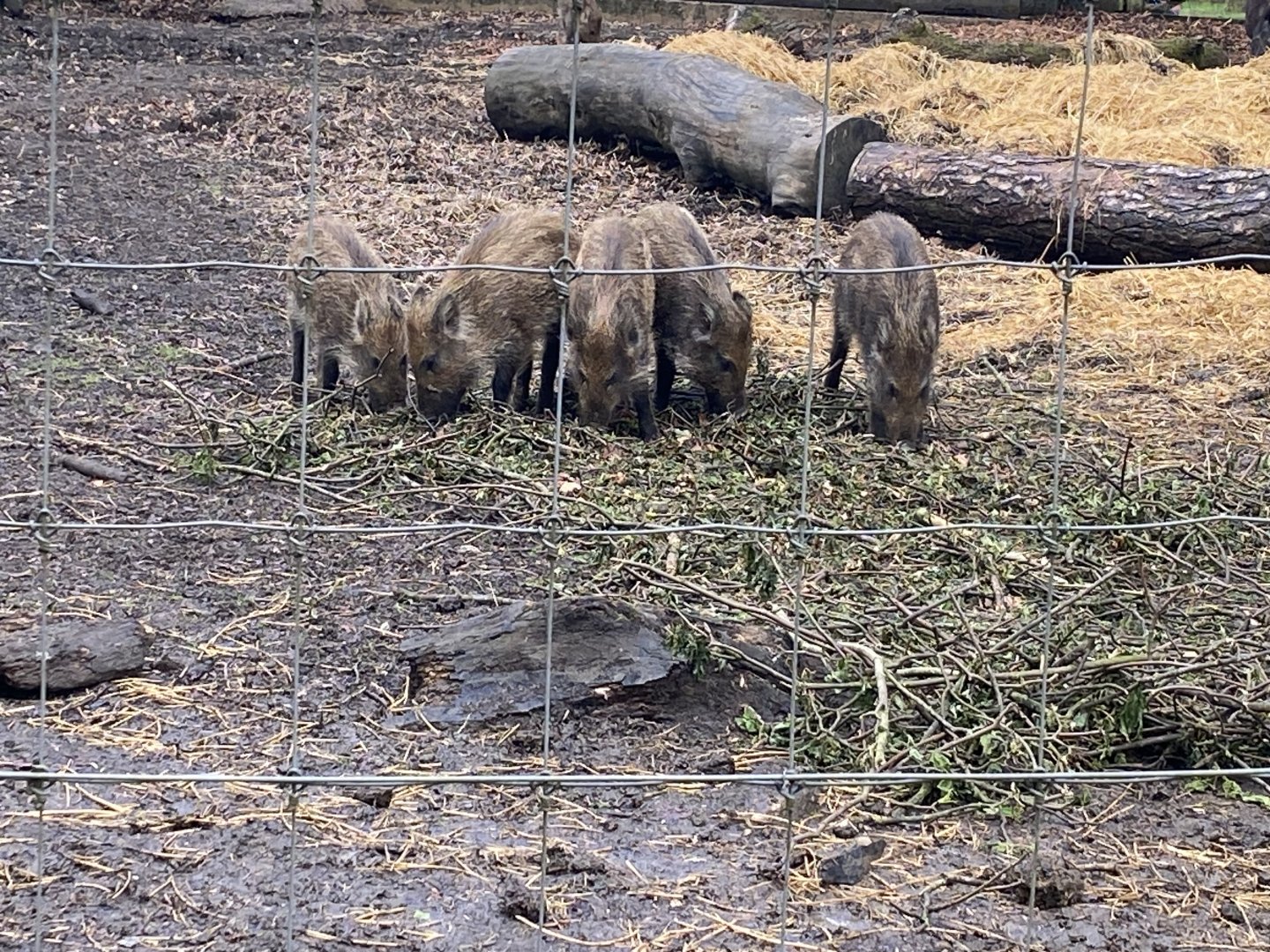 Young boars