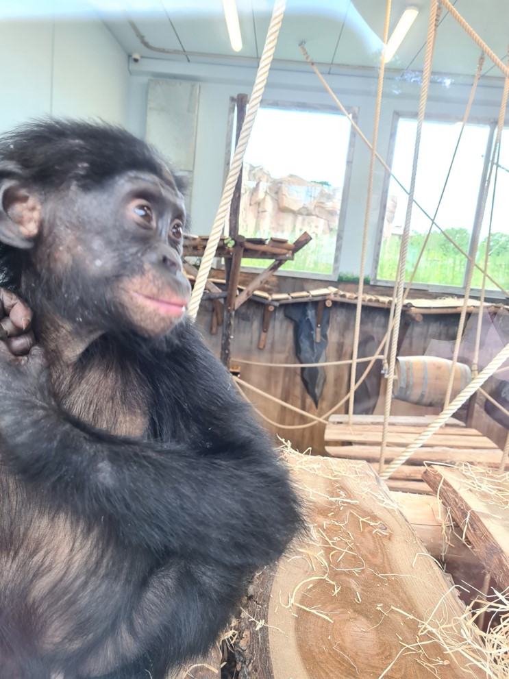 Young bonobo - "Bakari"