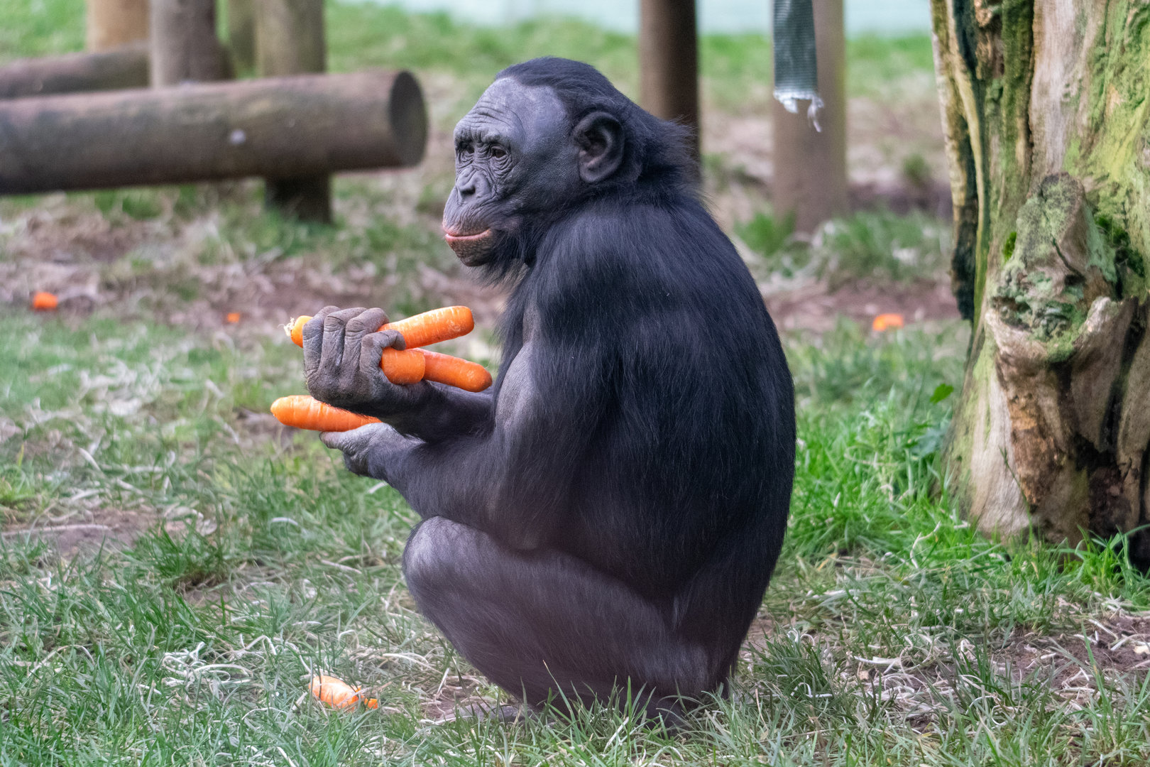 Young Bonobo - ID Please?