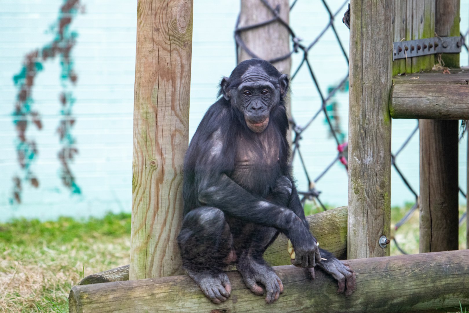 Young Bonobo - Rubani