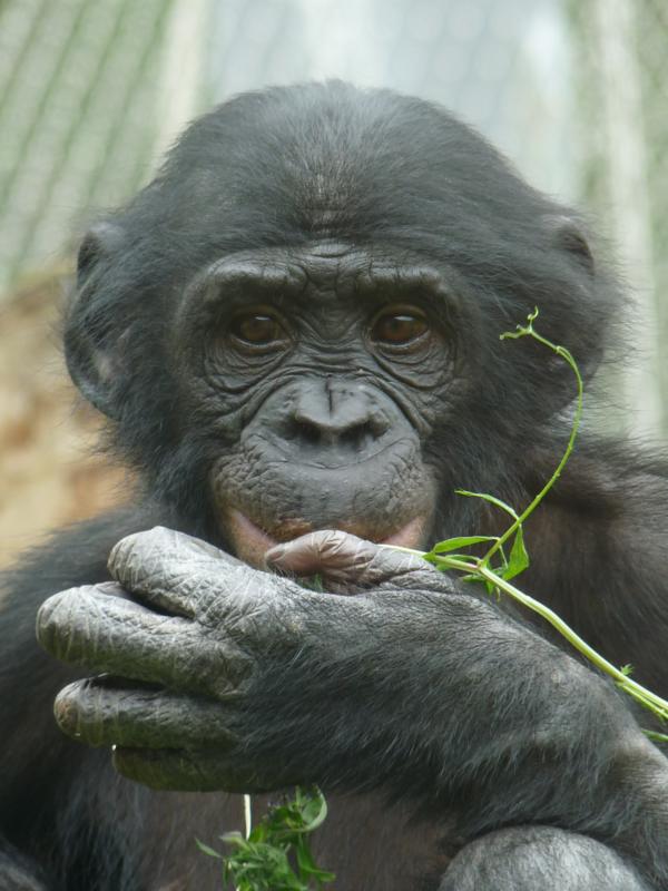 Young Bonobo