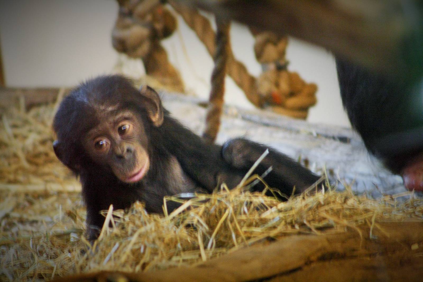 Young Bonobo