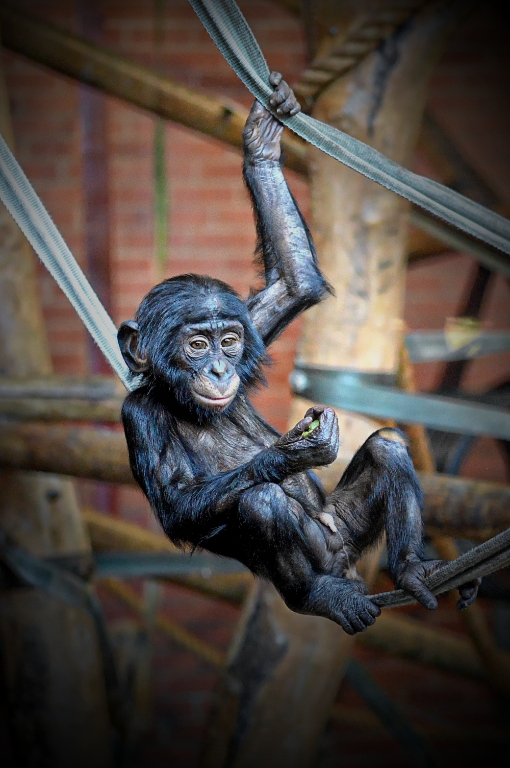 Young Bonobo
