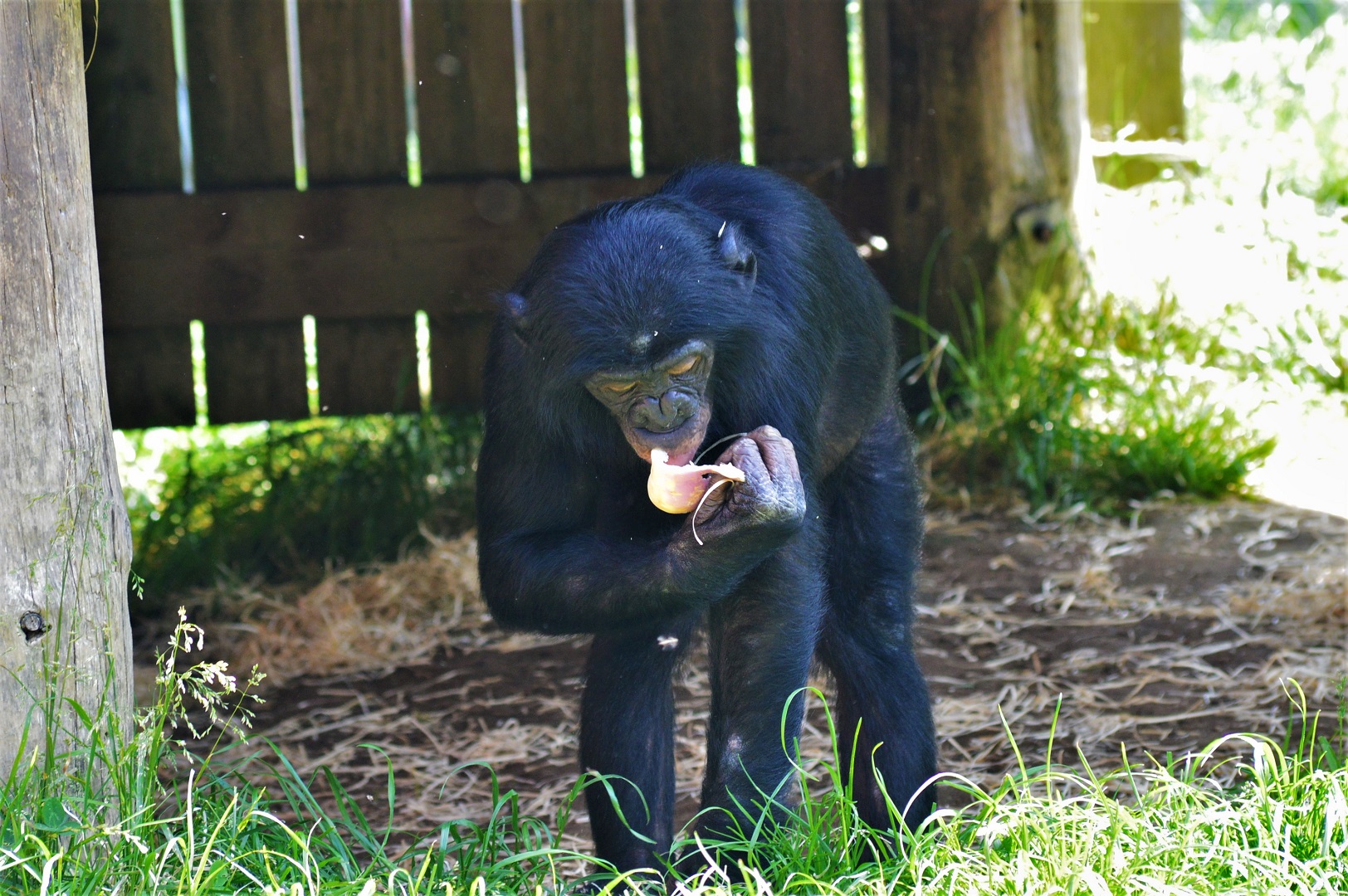 Young bonobo