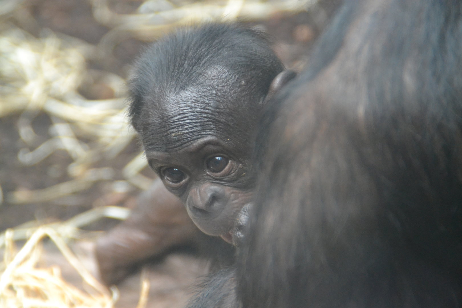 Young bonobo