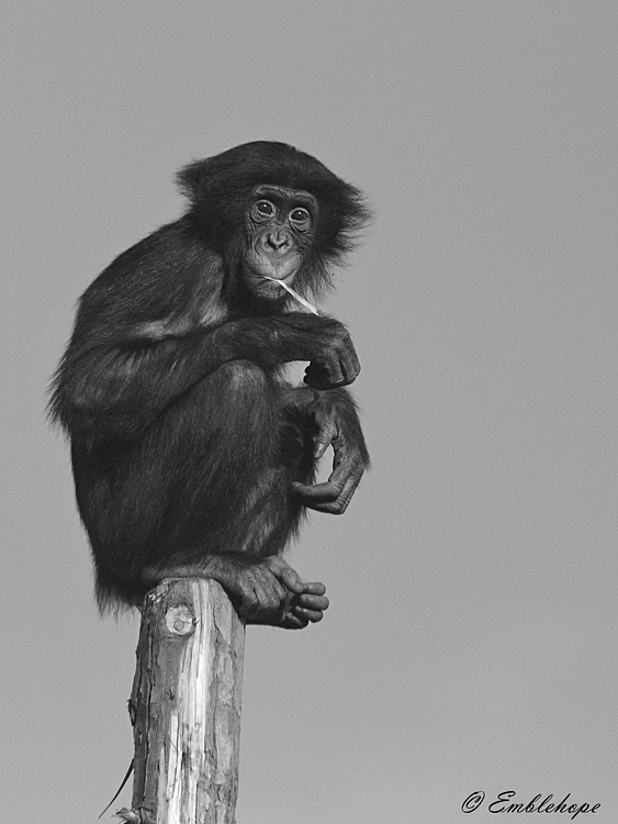 Young Bonobo.