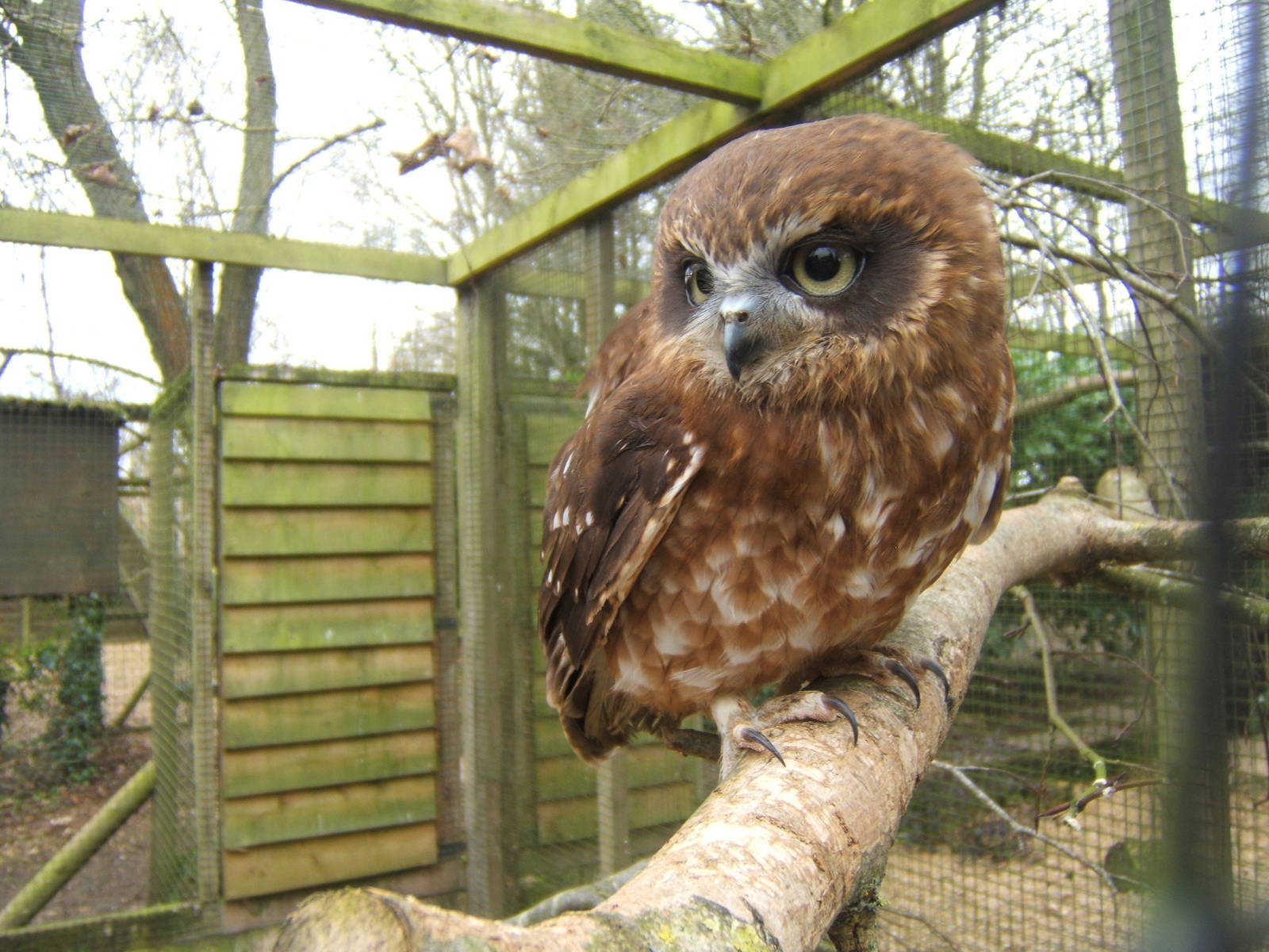 Young Boobook Owl