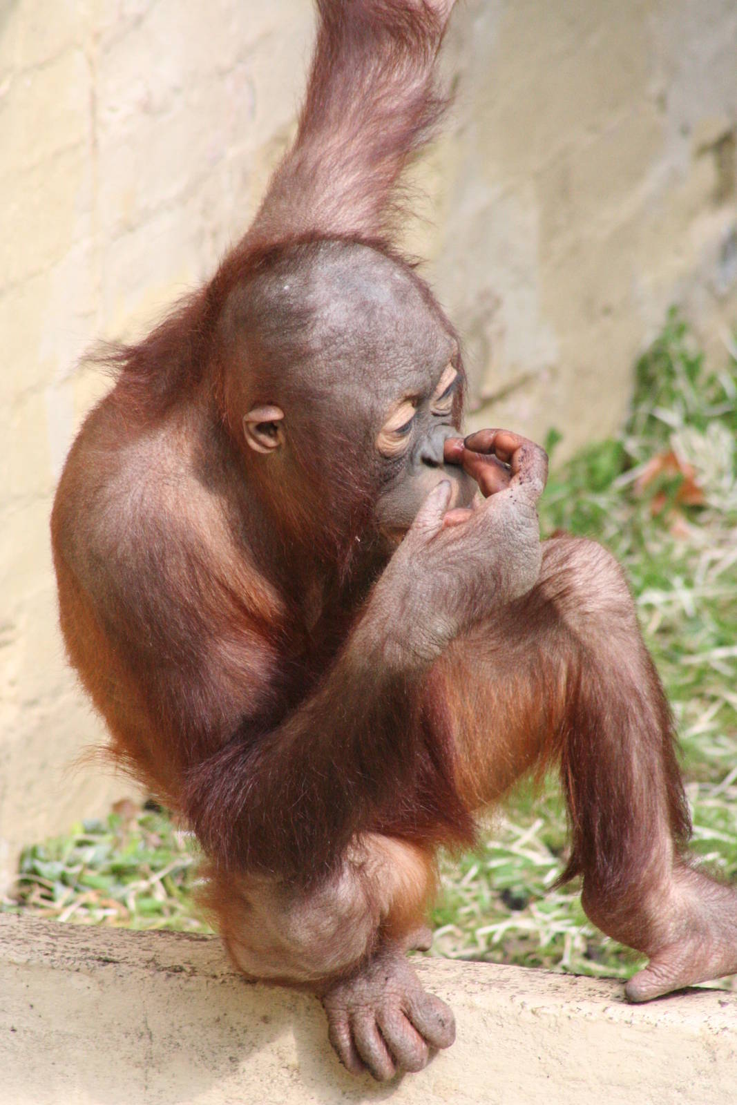 young Bornean Orang-Utan @ Dudley; 19.09.2015