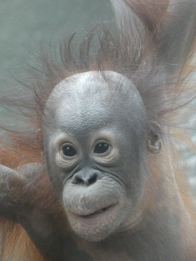 Young Bornean Orang-utan 'Tombol'