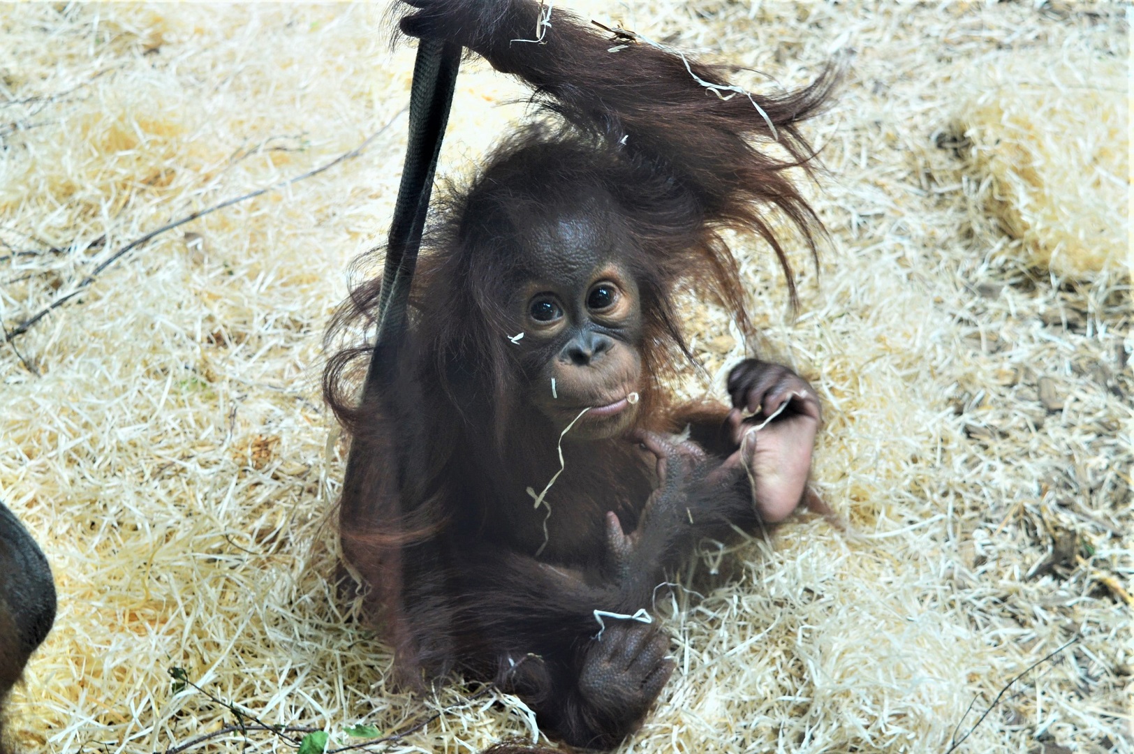 Young Bornean orang utan