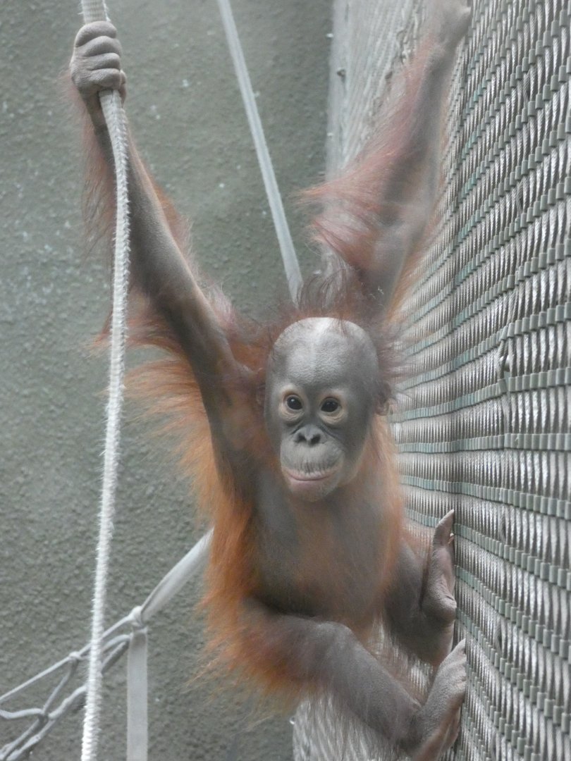 Young Bornean Orang-utan