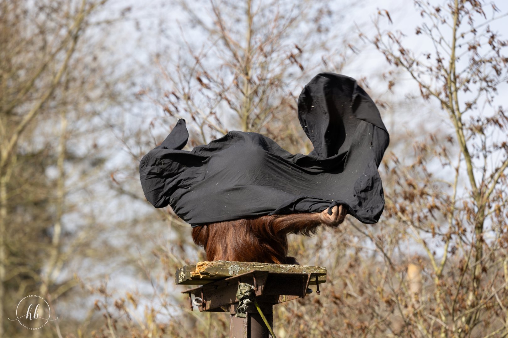 Young Bornean Orangutan  / Paignton / 15-3-24
