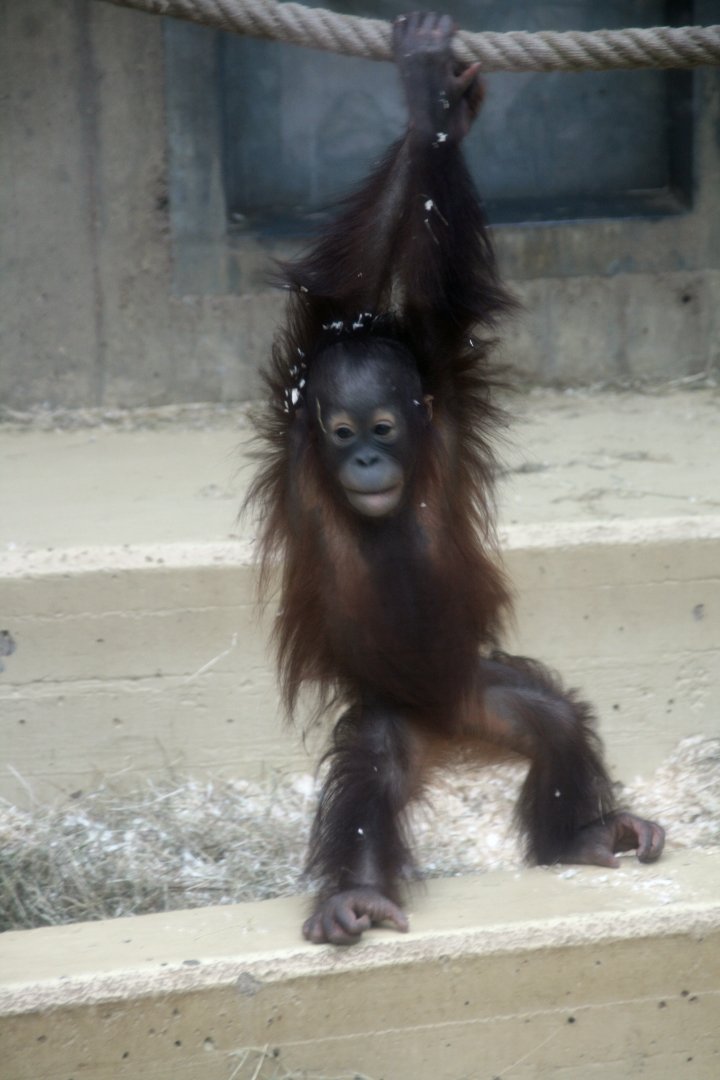 young Bornean orangutan