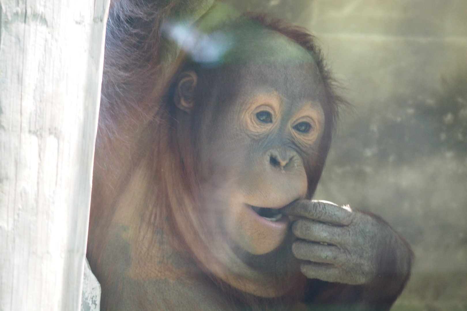 Young Bornean Orangutan