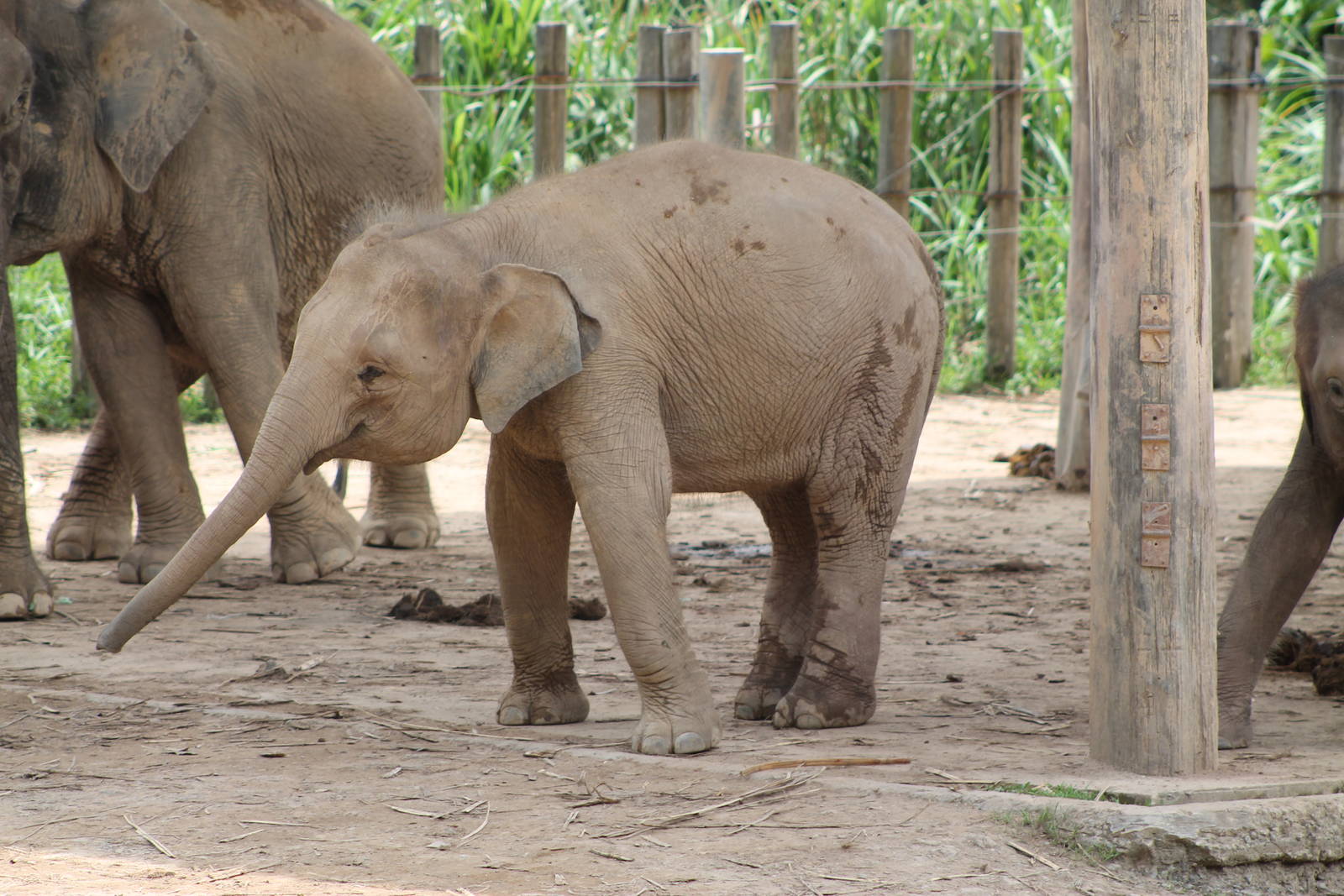 young Bornean Pigmy Elephant (Elephas maximus)