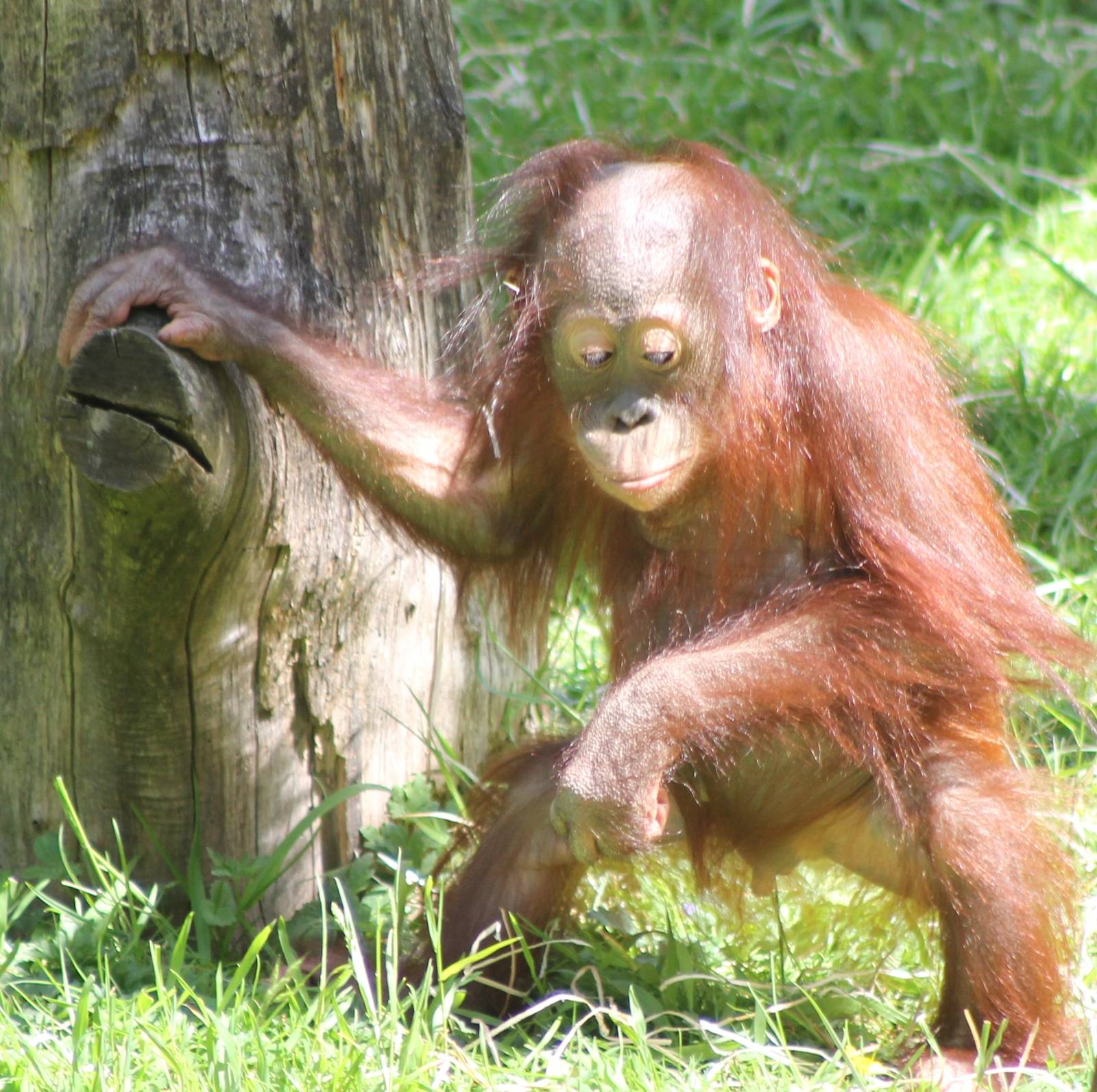 Young Borneo Orang utan