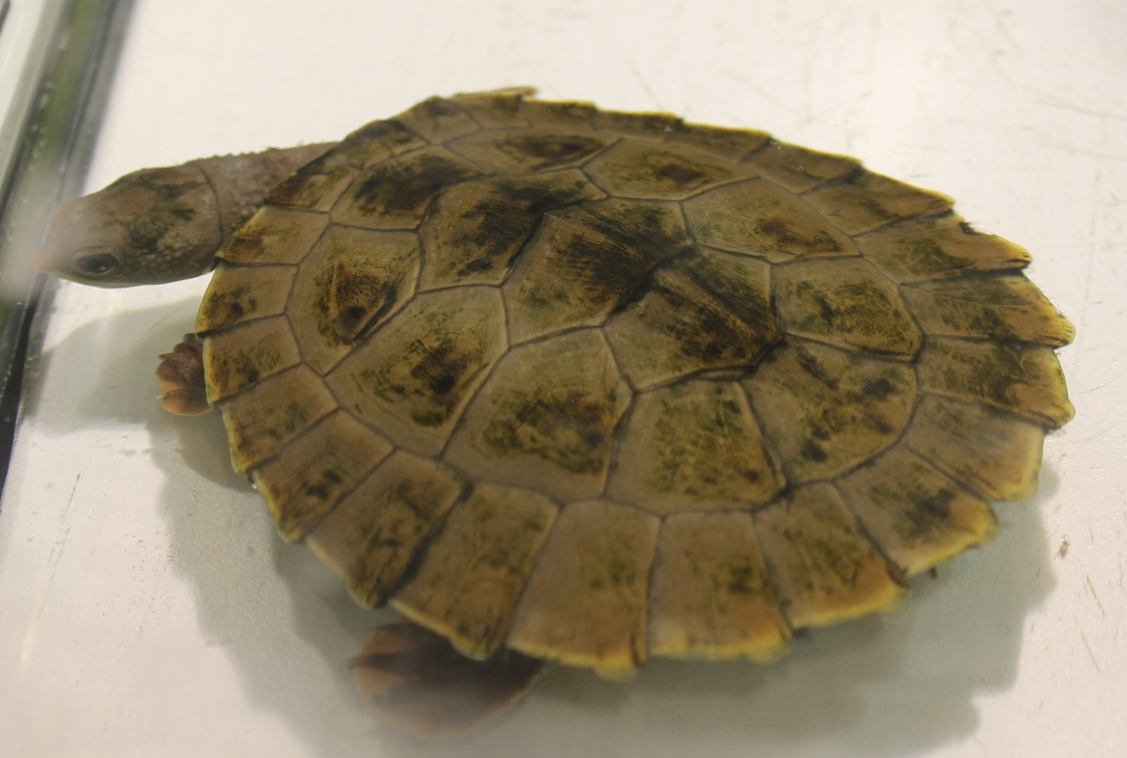 Young Branderhorst's snapping turtle
