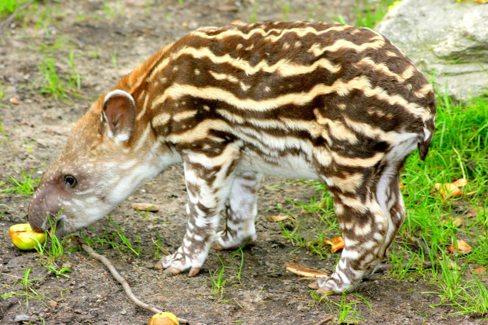Young Brazilian tapir; Hagenbeck; 26th June 2013