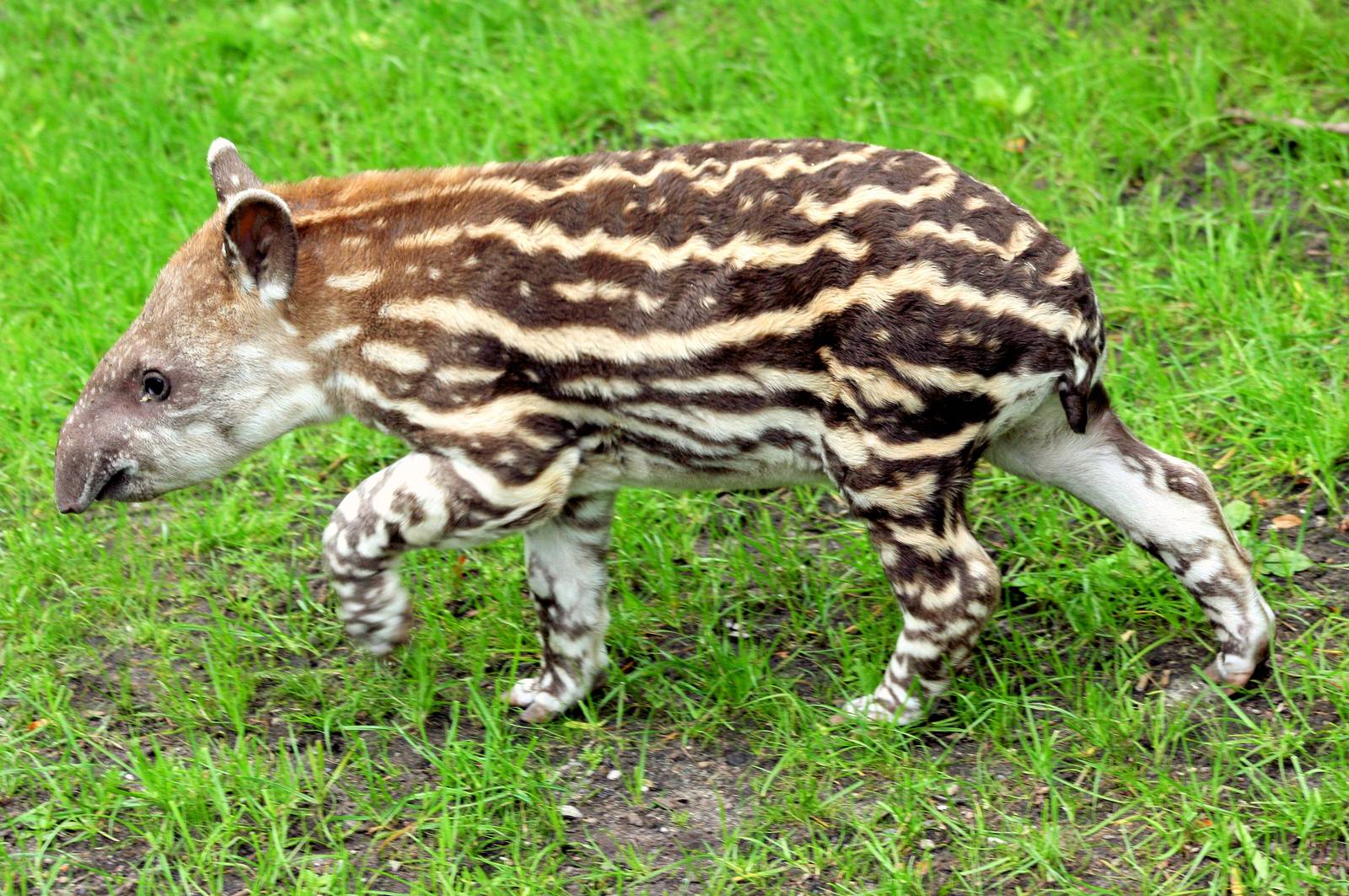 Young Brazilian tapir; Hagenbeck; 27th June 2013
