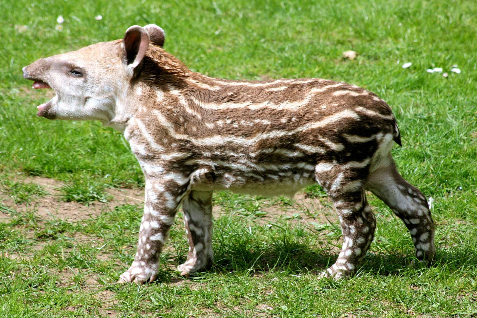 Young Brazilian tapir; Linton; 25th April 2015
