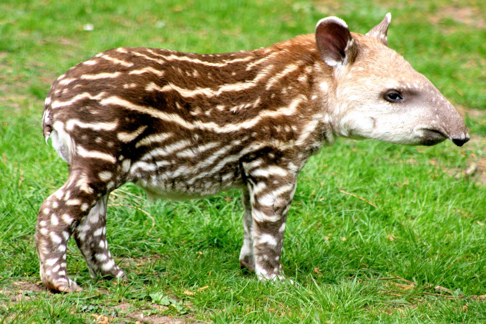 Young Brazilian tapir; Linton; 25th April 2015