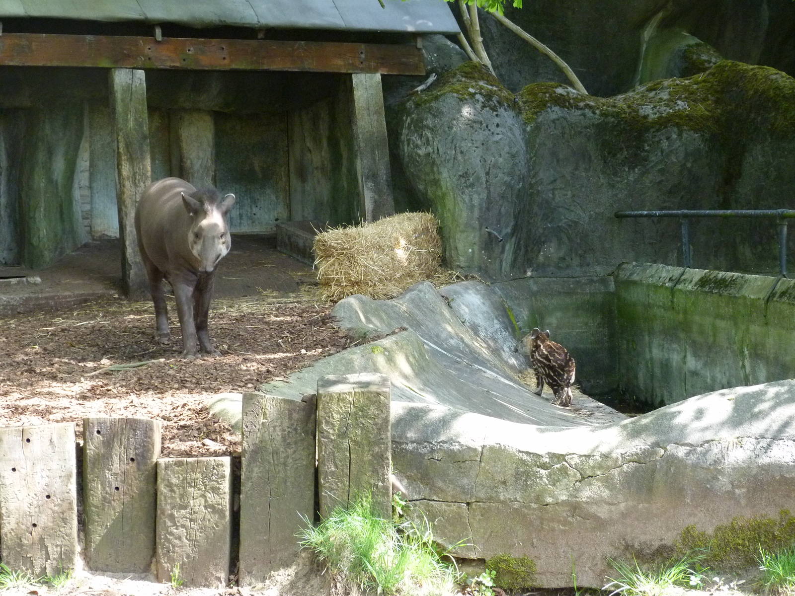 Young Brazilian tapir (may 2013)