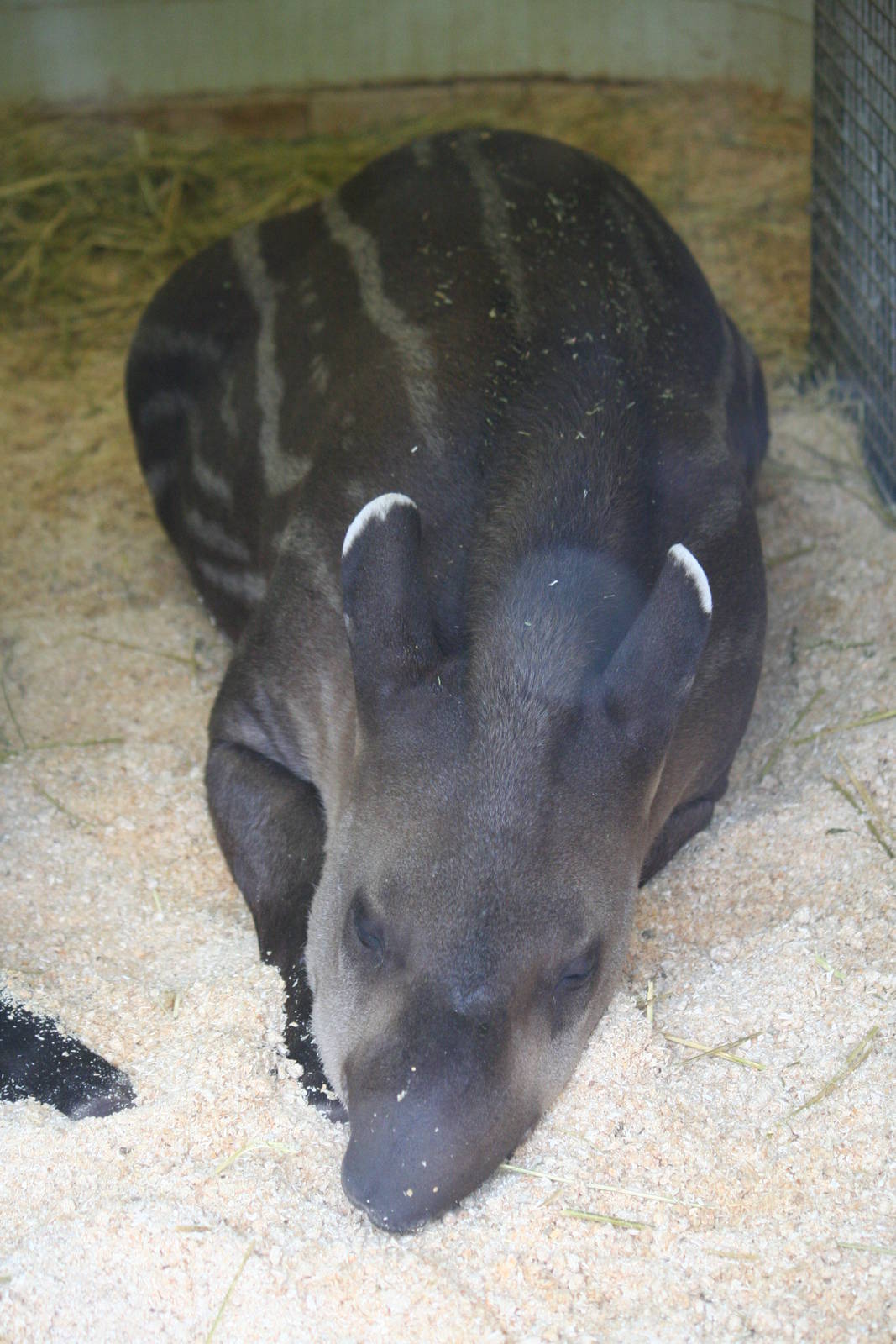 Young Brazilian tapir